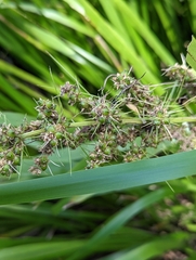 Lomandra hystrix