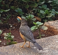 Turdus abyssinicus