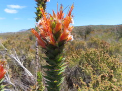 Mimetes capitulatus