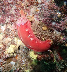 Hexabranchus