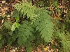 Leptopteris hymenophylloides