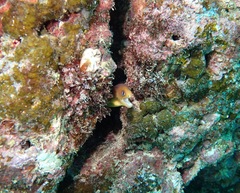 Gymnothorax melatremus