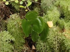 Hymenophyllum nephrophyllum