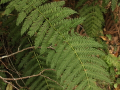 Leptopteris hymenophylloides