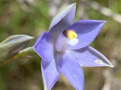 Thelymitra arenaria