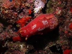 Hexabranchus