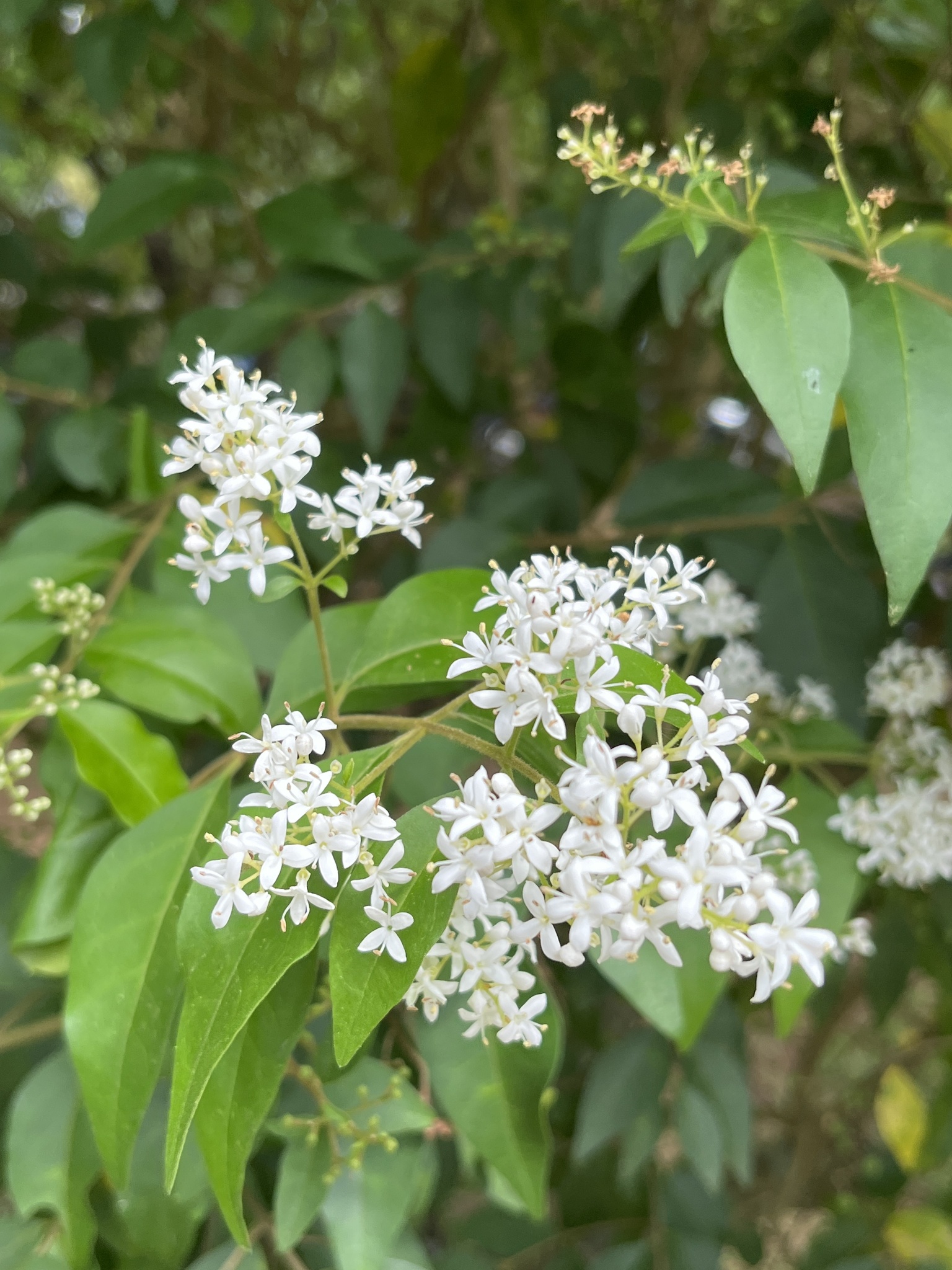 Ligustrum sinense — ảnh 2