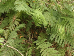 Leptopteris hymenophylloides