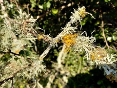Teloschistes exilis