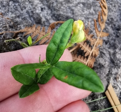 Rhynchosia leucoscias