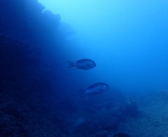 Monotaxis grandoculis