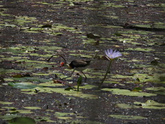 Irediparra gallinacea