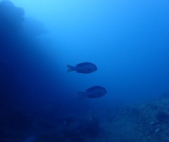 Monotaxis grandoculis