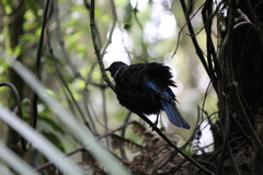 Prosthemadera novaeseelandiae