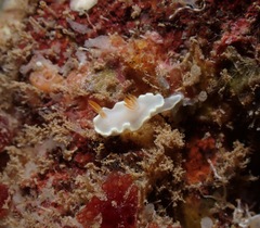 Ardeadoris angustolutea