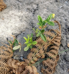 Rhynchosia leucoscias