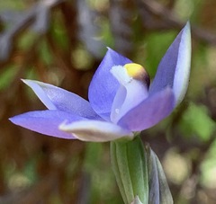 Thelymitra arenaria