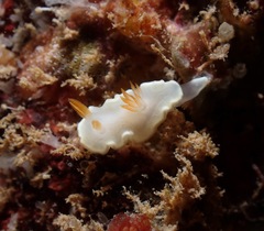 Ardeadoris angustolutea