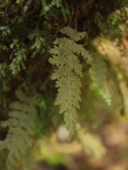 Hymenophyllum frankliniae