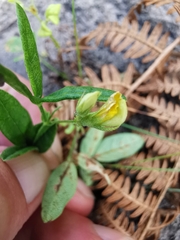 Rhynchosia leucoscias
