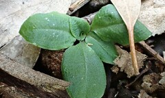 Pterostylis sanguinea