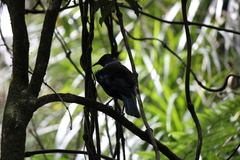 Prosthemadera novaeseelandiae