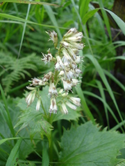 Parasenecio kamtschaticus