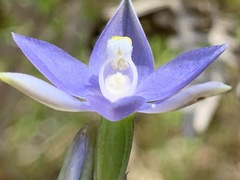 Thelymitra arenaria