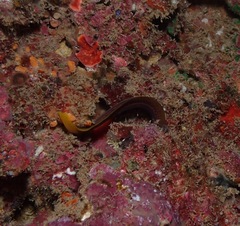 Gymnothorax melatremus