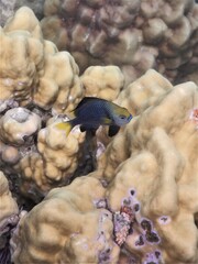 Dascyllus flavicaudus