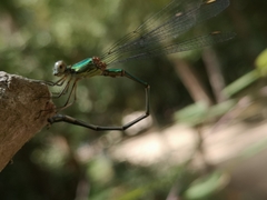 Chalcolestes viridis