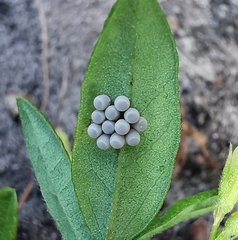 Rhynchosia leucoscias