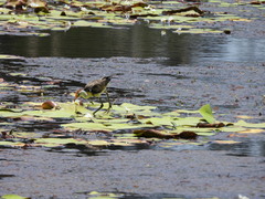 Irediparra gallinacea