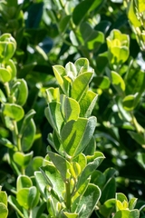 Podalyria calyptrata