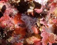 Entoprocta
