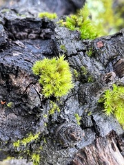 Lewinskya