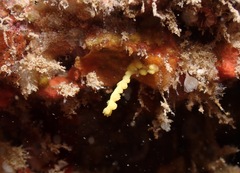 Melithaea bicolor