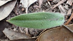 Glossodia major
