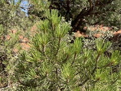 Pinus edulis
