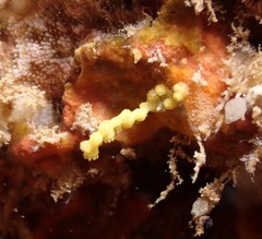 Melithaea bicolor