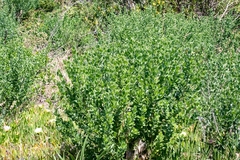 Podalyria calyptrata