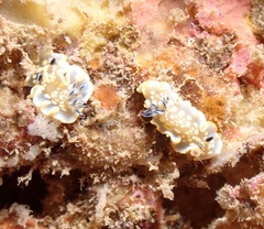 Ardeadoris tomsmithi