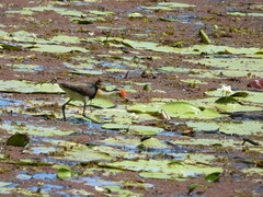 Irediparra gallinacea