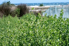 Podalyria calyptrata