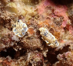 Ardeadoris tomsmithi