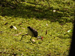 Irediparra gallinacea