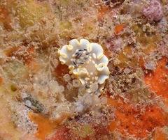 Ardeadoris tomsmithi