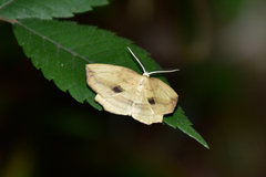 Xyloscia subspersata