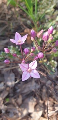 Boronia fastigiata