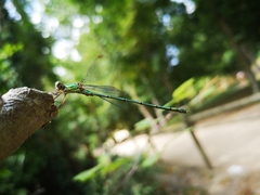 Chalcolestes viridis